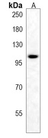 AFF3 Rabbit Polyclonal Antibody