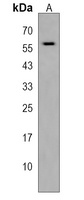 5-HT3C Rabbit Polyclonal Antibody