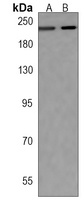 CUX1 Antibody