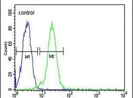 Anti-KIAA0226L Antibody