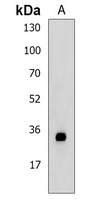 Claudin 12 Rabbit Polyclonal Antibody