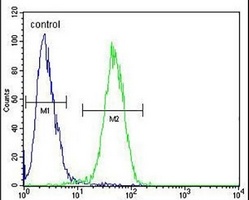 Anti-Claudin 12 Antibody