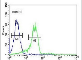 Anti-ENAM Antibody