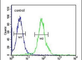 Anti-RTKN2 Antibody