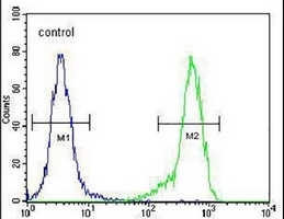 NDNF Antibody