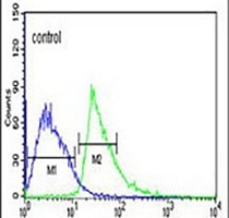 Anti-KLHL6 Antibody