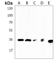 RCN3 Antibody