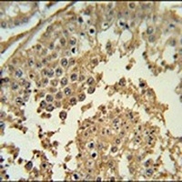 Anti-Synapsin 3 Antibody