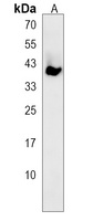 CCNYL1 Antibody
