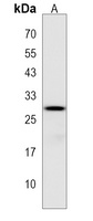 APOBEC2 Antibody
