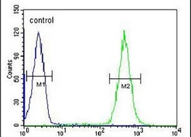 Anti-APOBEC2 Antibody