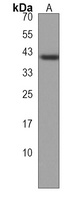 MURC Antibody