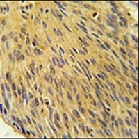 MURC Antibody