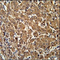 N4BP3 Antibody