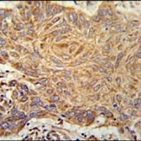 PCYOX1L Antibody