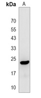 RBM24 Antibody