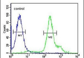 Anti-RBM24 Antibody