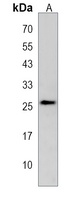 DNAJC8 Antibody