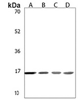 Histone H2A.J Antibody