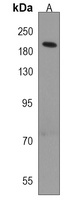 DIP2A Antibody