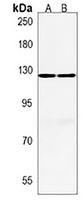AATYK Antibody