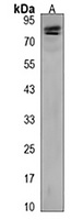 RFX4 Rabbit Polyclonal Antibody