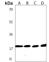 NF-E4 Rabbit Polyclonal Antibody