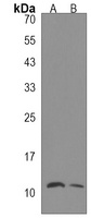 HOP Rabbit Polyclonal Antibody