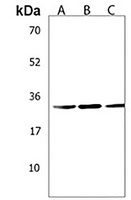 PYCRL Antibody