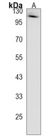 Rabaptin 5 alpha Rabbit Polyclonal Antibody