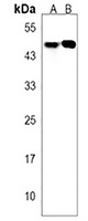 CD191 Antibody