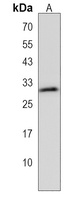 UTF1 Rabbit Polyclonal Antibody