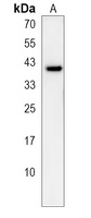OR5A1 Antibody