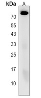 MFSD6L Antibody