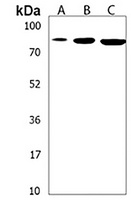 SUZ12 Antibody