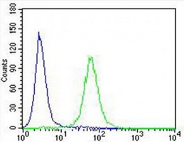 Anti-IL-24 Antibody