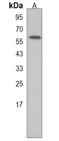 ZNF92 Rabbit Polyclonal Antibody