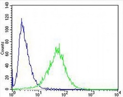 Anti-FAM168B Antibody