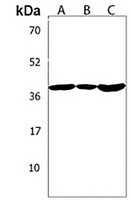 OR5M9 Rabbit Polyclonal Antibody