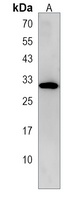 Oligo3 Rabbit Polyclonal Antibody