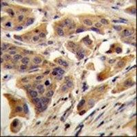 Anti-RBCK1 Antibody