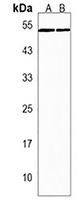 SOX7 Rabbit Polyclonal Antibody