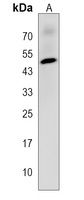 CHST12 Antibody
