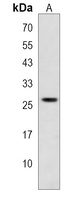 Oligo1 Rabbit Polyclonal Antibody