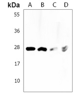 PCGF1 Antibody