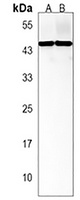 TRAPPC13 Antibody