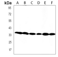 CBX7 Antibody