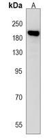 Attractin Rabbit Polyclonal Antibody