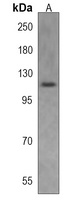 PAXIP1 Rabbit Polyclonal Antibody
