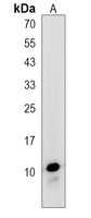 MINOS1 Rabbit Polyclonal Antibody